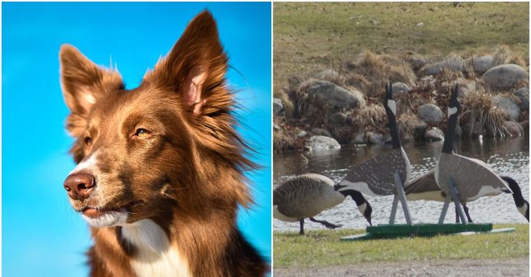 Border collies ska ta hand om gäss på Lidingö