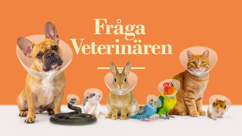 Fråga veterinären