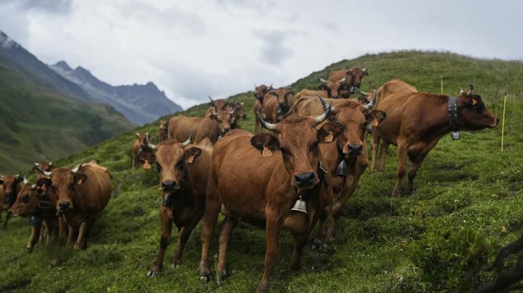 Ostkor får mindre strikt diet efter torkan