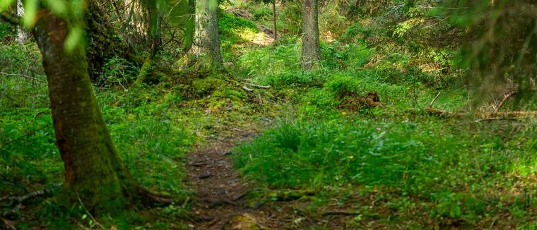 Naturskyddsföreningen: Ansvarslös plan för naturrestaurering