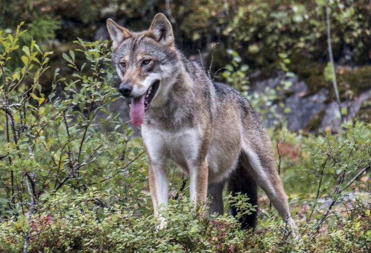 Ny vargattack i Halland – flera får dödade