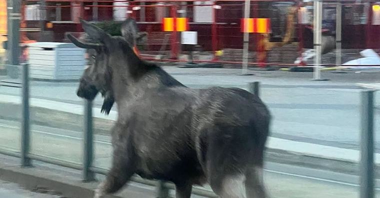 Älgen skenade på tågspåret i Hammarby sjöstad
