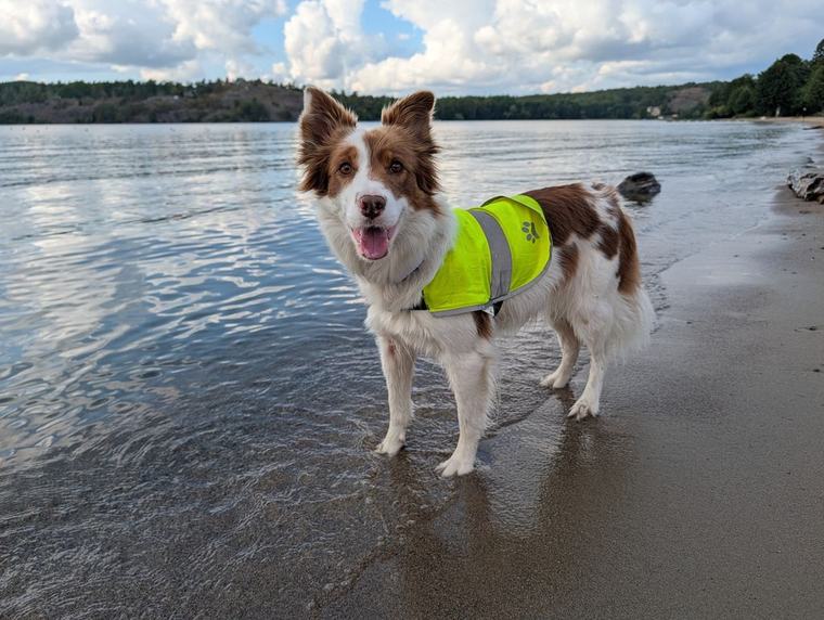 Hundar fick bort gässen från Sätrabadet
